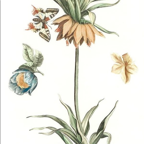 3 Framed Butterfly & Botanical Prints - Picture 2 of 4